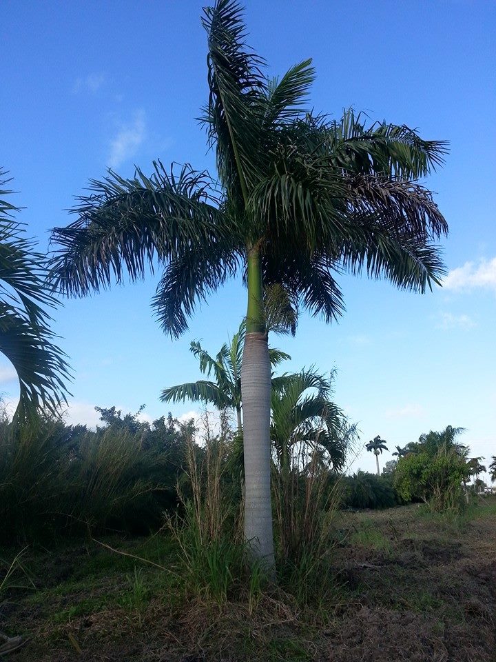 Florida Wholesale Phoenix Reclinata Palms